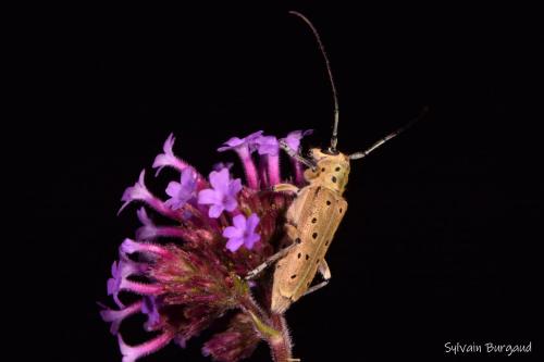 Réf. 258 130 : Saperda punctata